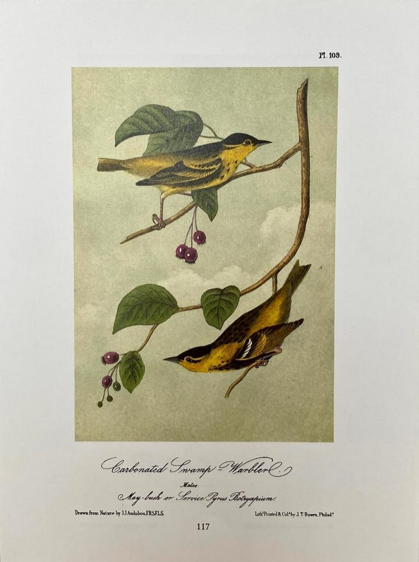 Carbonated Swamp-Warbler/Tennessee  Swamp-Warbler (1 of 2)