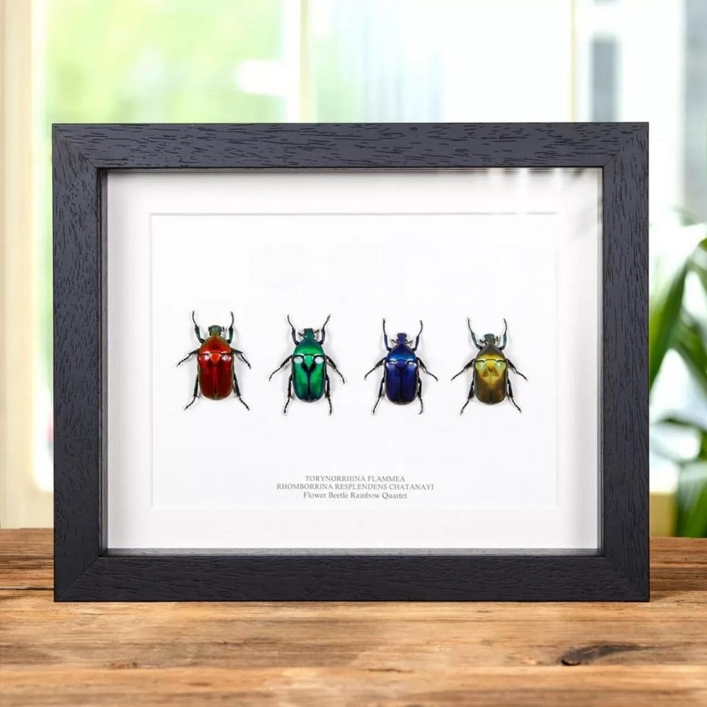 9" x 7" - Framed Flower Beetle Rainbow Quartet: 9" x 7" - Framed Flower Beetle Rainbow Quartet A stunning quartet of Torynorrhina flammea and Rhomborrhina resplendens chatanayi Beetles in a handmade wooden frame mounted on high-quality acid