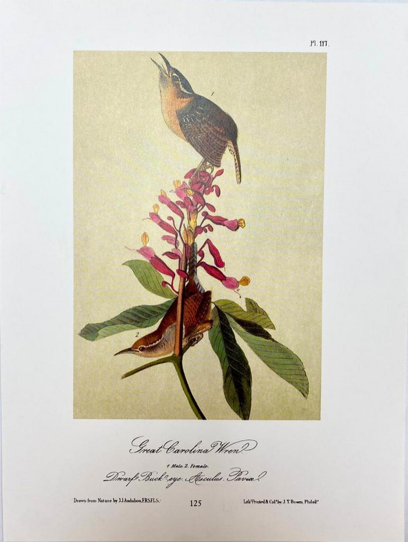 Great Carolina Wren/Benricks Wren (1 of 2)