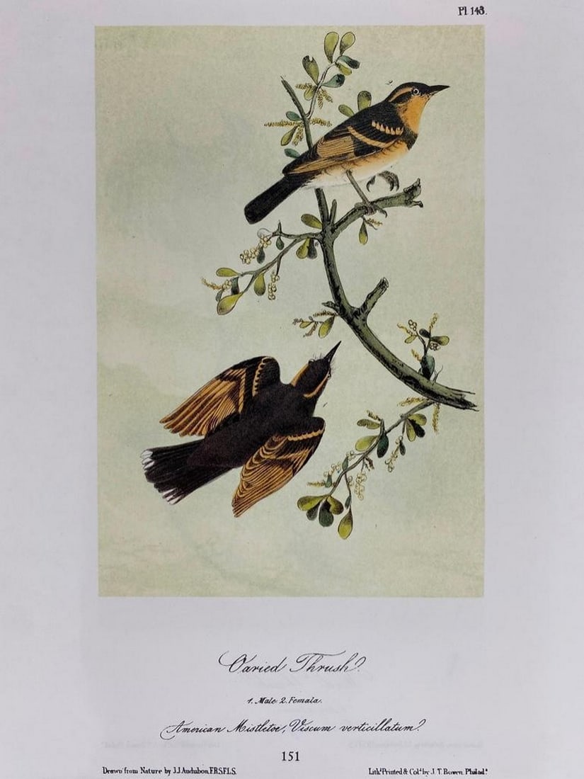 Varied Thrush/Wood Thrush (1 of 2)