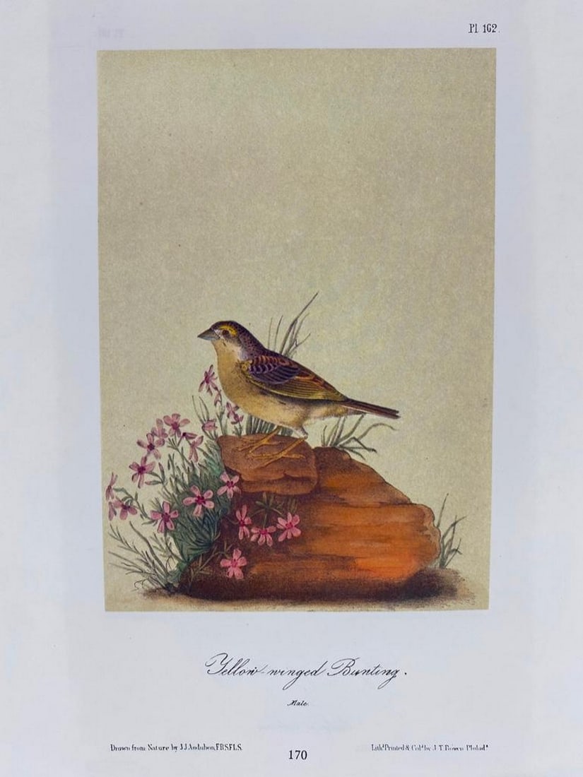 Clay-coloured Bunting/Yellow-winged Bunting (1 of 2)