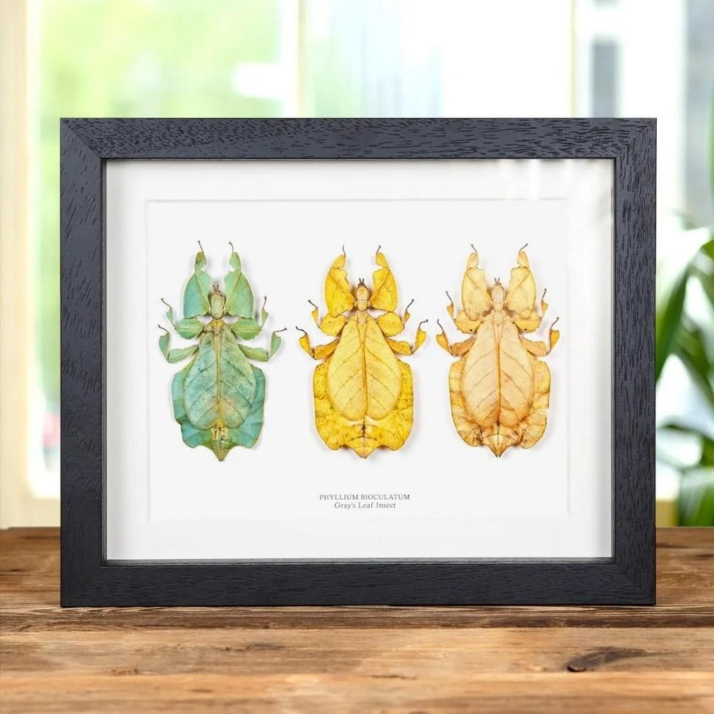 10" x 8" Phyllium bioculatum (Gray's Leaf Insect Trio) in Box Frame (1 of 2)