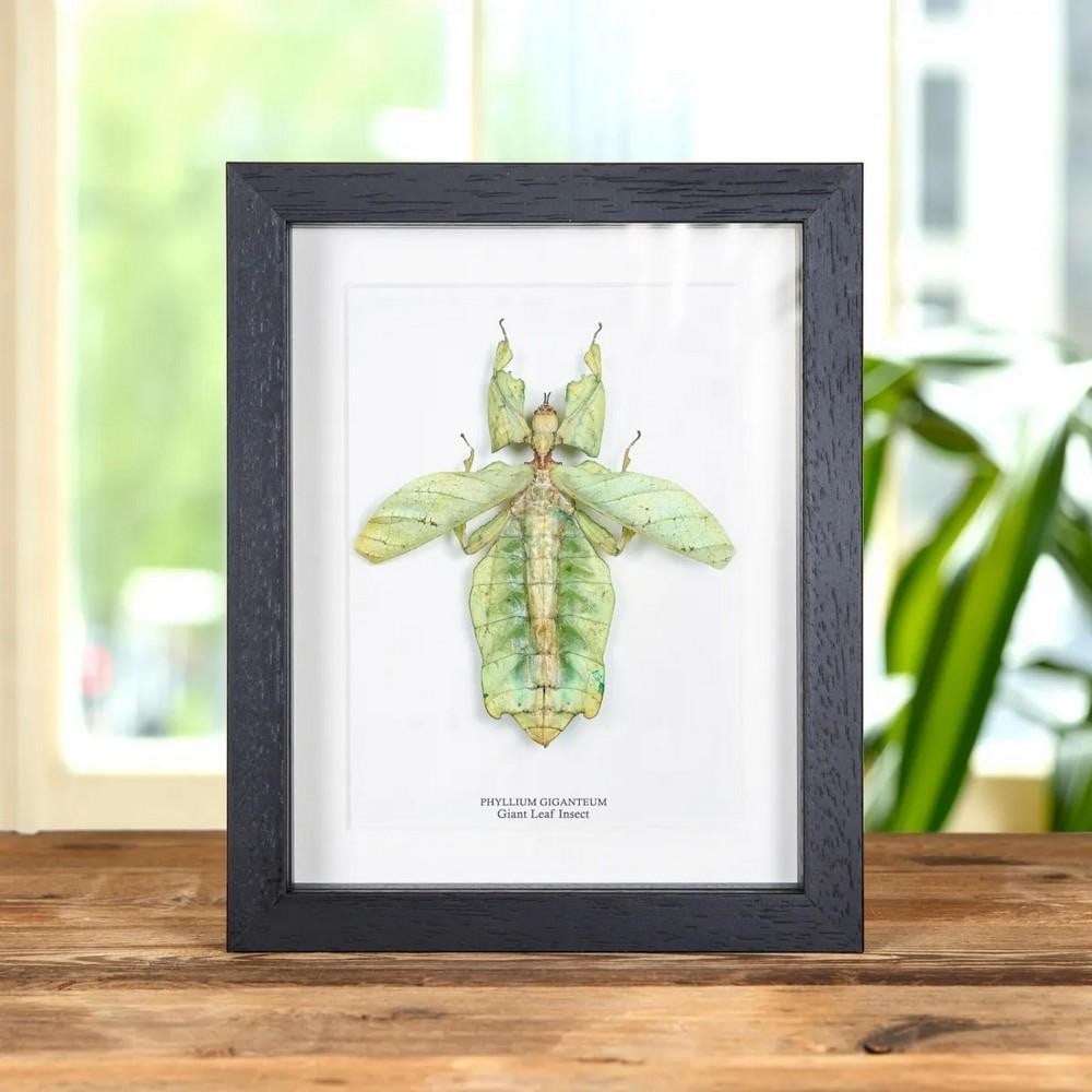 9" x 7" Giant Leaf Insect with Wings Spread in Box Frame (Phyllium giganteum): 9" x 7" Giant Leaf Insect with Wings Spread in Box Frame (Phyllium giganteum) A striking Phyllium giganteum in a handmade wooden frame, mounted on high-quality acid-free conservation board. Th