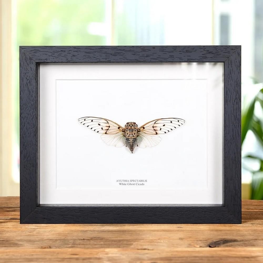 9" x 7" White Ghost Cicada (Ayuthia spectabilis) in Box Frame: 9" x 7" White Ghost Cicada (Ayuthia spectabilis) in Box Frame A striking White Ghost Cicada displayed in a handmade deep wooden frame, mounted on high-quality acid-free conservation board. The