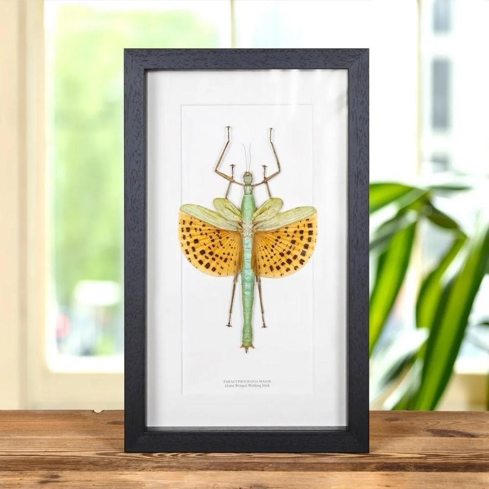 14" x 8" Giant Winged Walking Stick (Paracyphocrania major) in Display Frame (1 of 2)