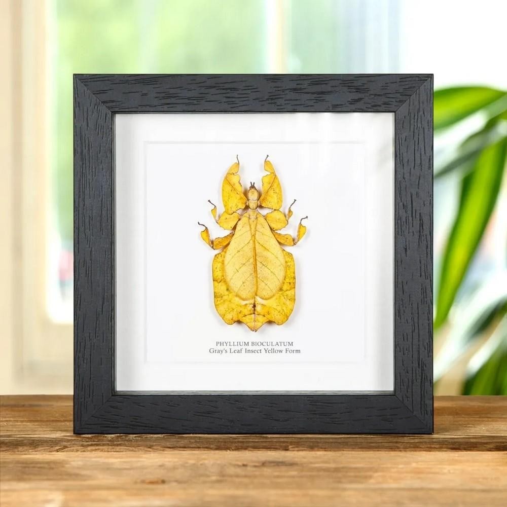 6" x 6" Phyllium bioculatum (Gray's Leaf Insect) Yellow Form in Wooden Box Frame: 6" x 6" Phyllium bioculatum (Gray's Leaf Insect) Yellow Form in Wooden Box Frame A stunning Yellow Form of Gray's Leaf Insect displayed in a handcrafted wooden box frame, mounted on hi