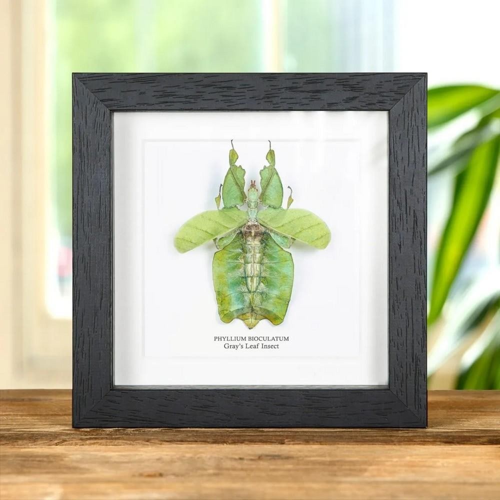 6" x 6" Phyllium bioculatum (Gray's Leaf Insect) with Wings Spread in Wooden Box Frame: 6" x 6" Phyllium bioculatum (Gray's Leaf Insect) with Wings Spread in Wooden Box Frame A stunning Gray's Leaf Insect displayed in a handcrafted wooden box frame, mounted on high-qualit