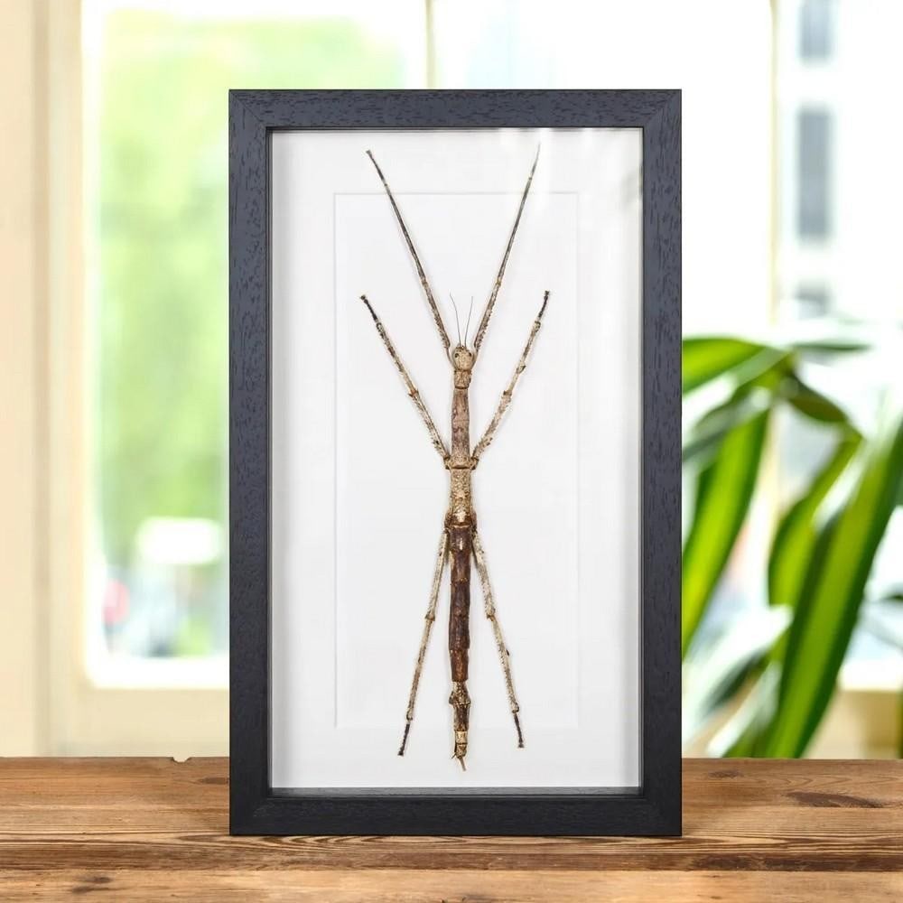 14" x 8" Tirachoidea westwoodi (Large Stick Insect) in Wooden Box Frame: 14" x 8" Tirachoidea westwoodi (Large Stick Insect) in Wooden Box Frame A Tirachoidea westwoodi displayed in a handcrafted wooden box frame, mounted on high-quality acid-free conservation boar
