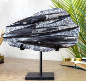 Extra-Large Orthoceras Slab Fossil On Steel Stand (Orthoceras sp) (1 of 3)