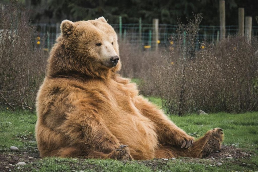 Grizzly At Ease