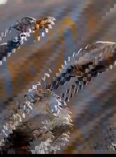 Monarch of the High Stone: Monarch of the High Stone At the edge of the cliffs, where the earth lifts into sky and silence reigns, a bighorn ram stands in still command. His spiraled horns, worn like a crown, speak of seasons