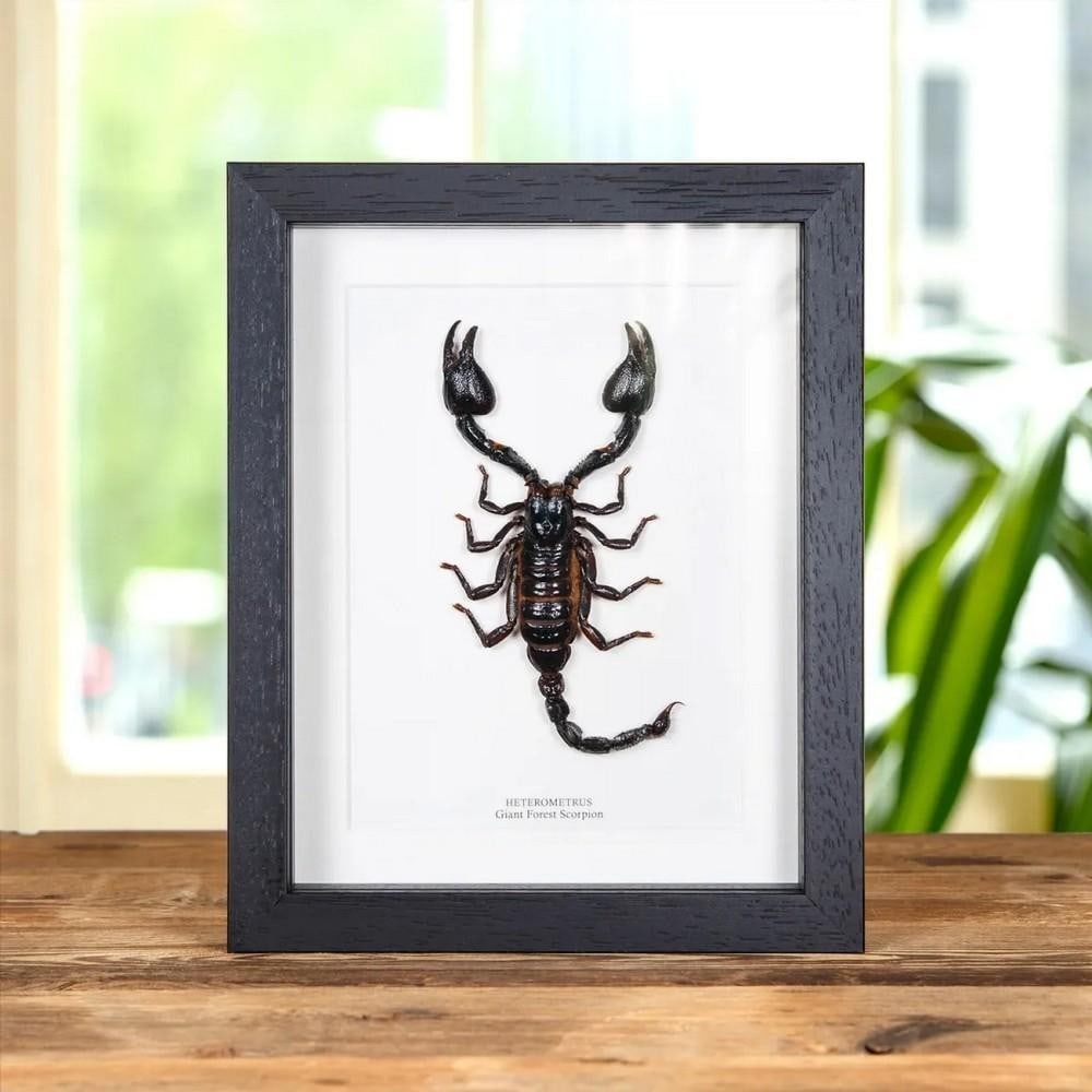 9" x 7" Heterometrus (Giant Forest Scorpion) in Box Frame (1 of 3)