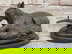 item-207936120=1