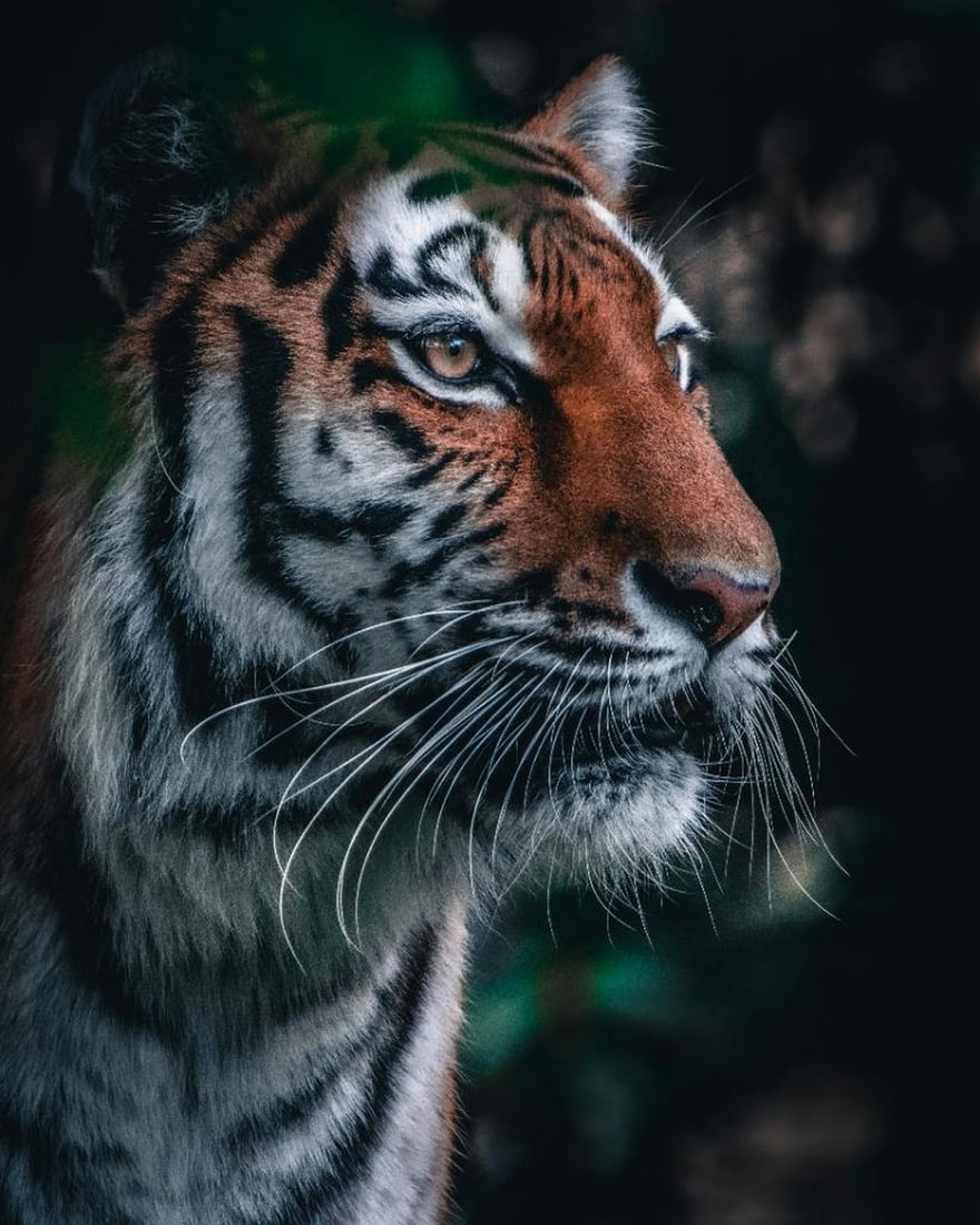 Regal Gaze: Regal Gaze The head of the Bengal tiger fills the frame, its fiery orange coat marked with bold black stripes like brushstrokes of the wild. Intense, golden eyes lock into view—calm, commanding, an