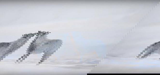 Arctic Wolves in Silent Bond: Arctic Wolves in Silent Bond  In the heart of a vast, untouched field of snow, two Arctic wolves share an intimate moment, gently touching noses. Their soft white fur blends seamlessly with the frozen