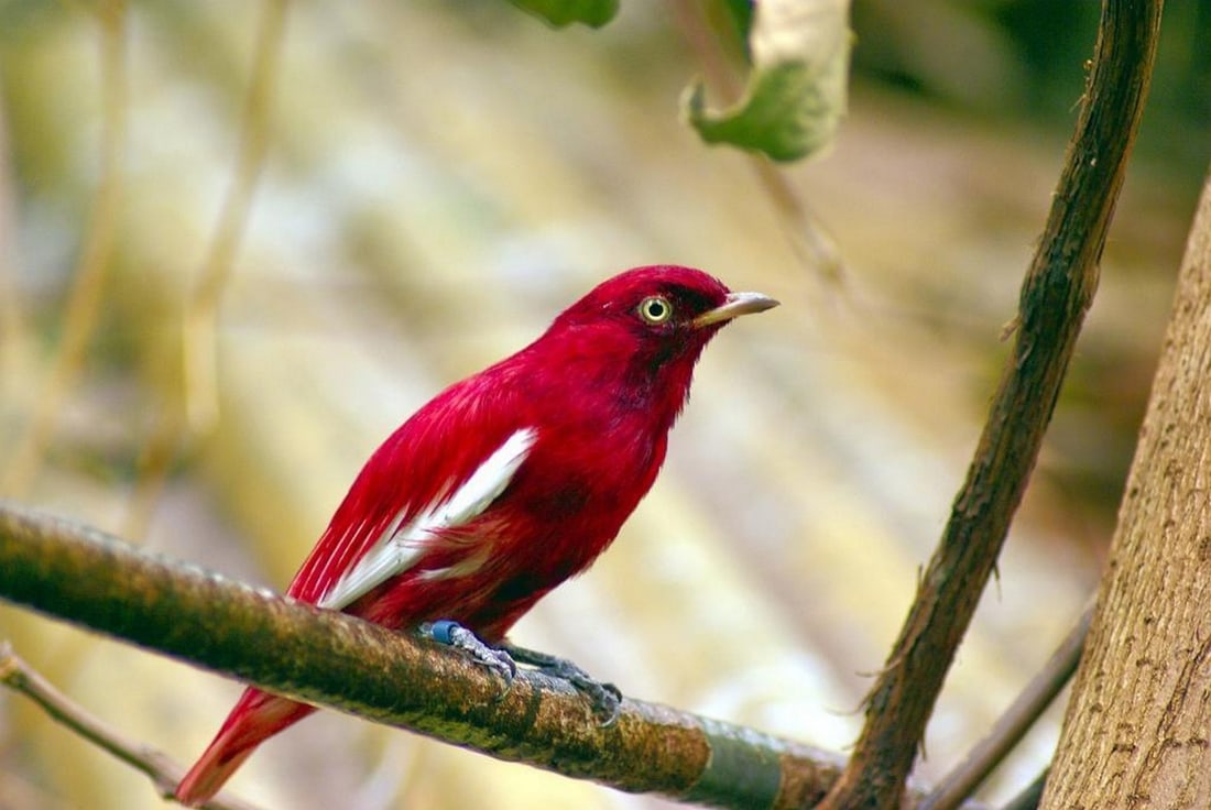The Scarlet Songbird (1 of 3)