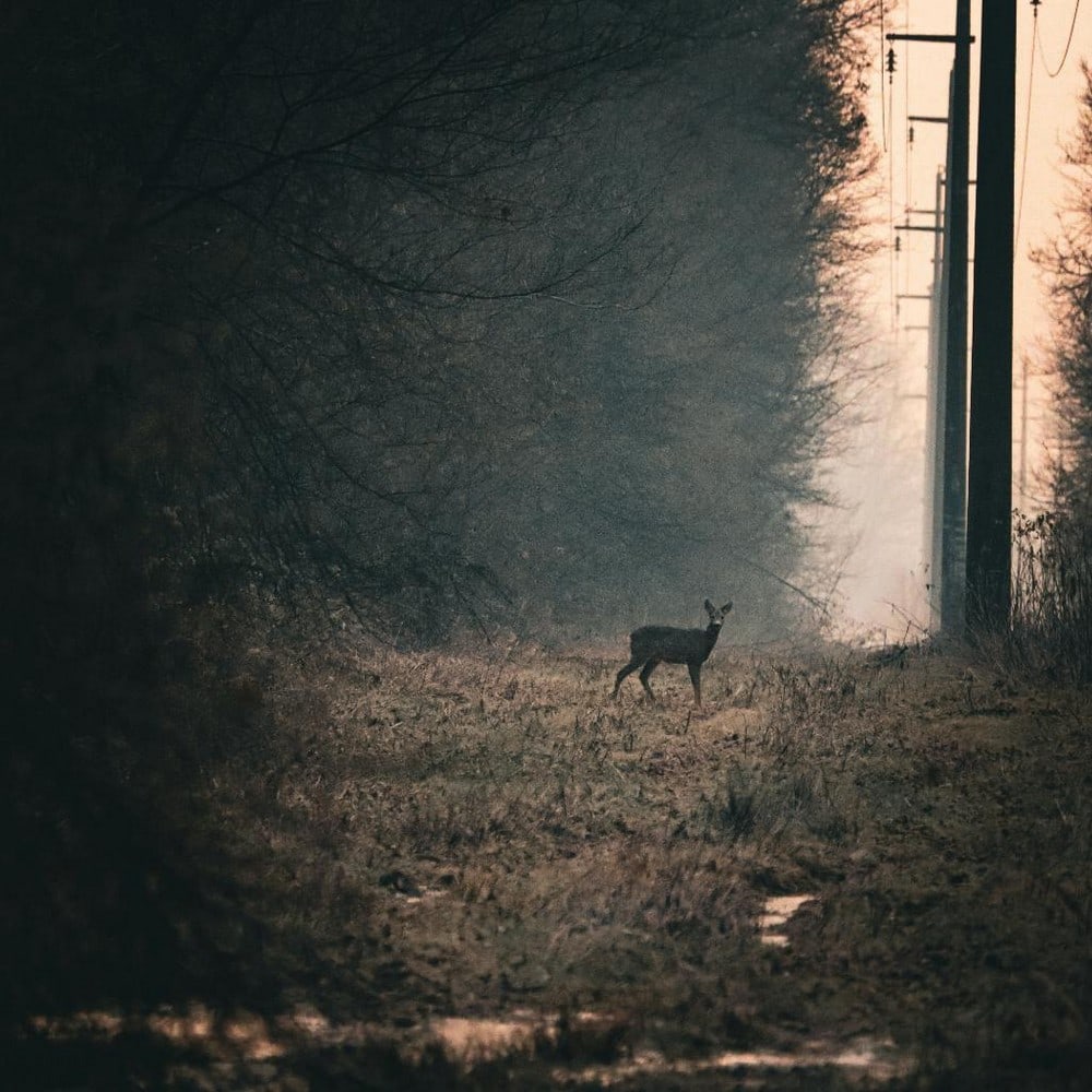 Twilight Guardian (1 of 3)