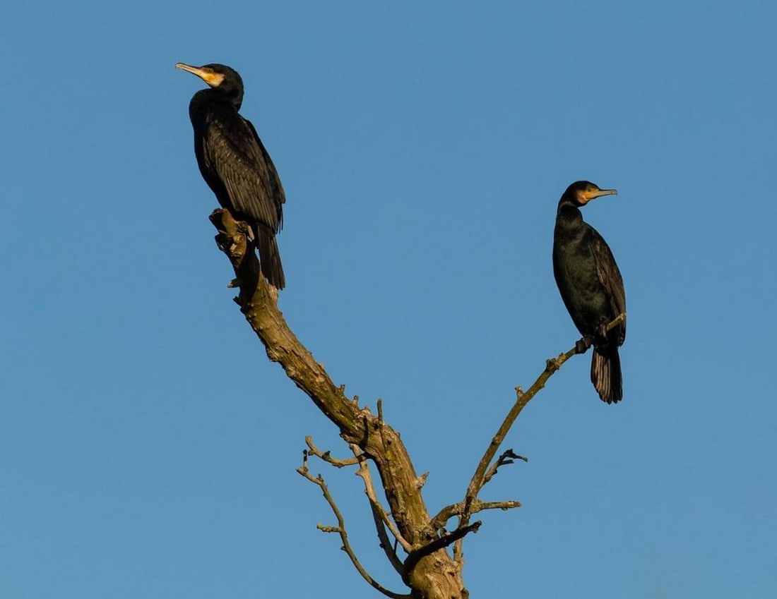 Silent Watchers (1 of 3)