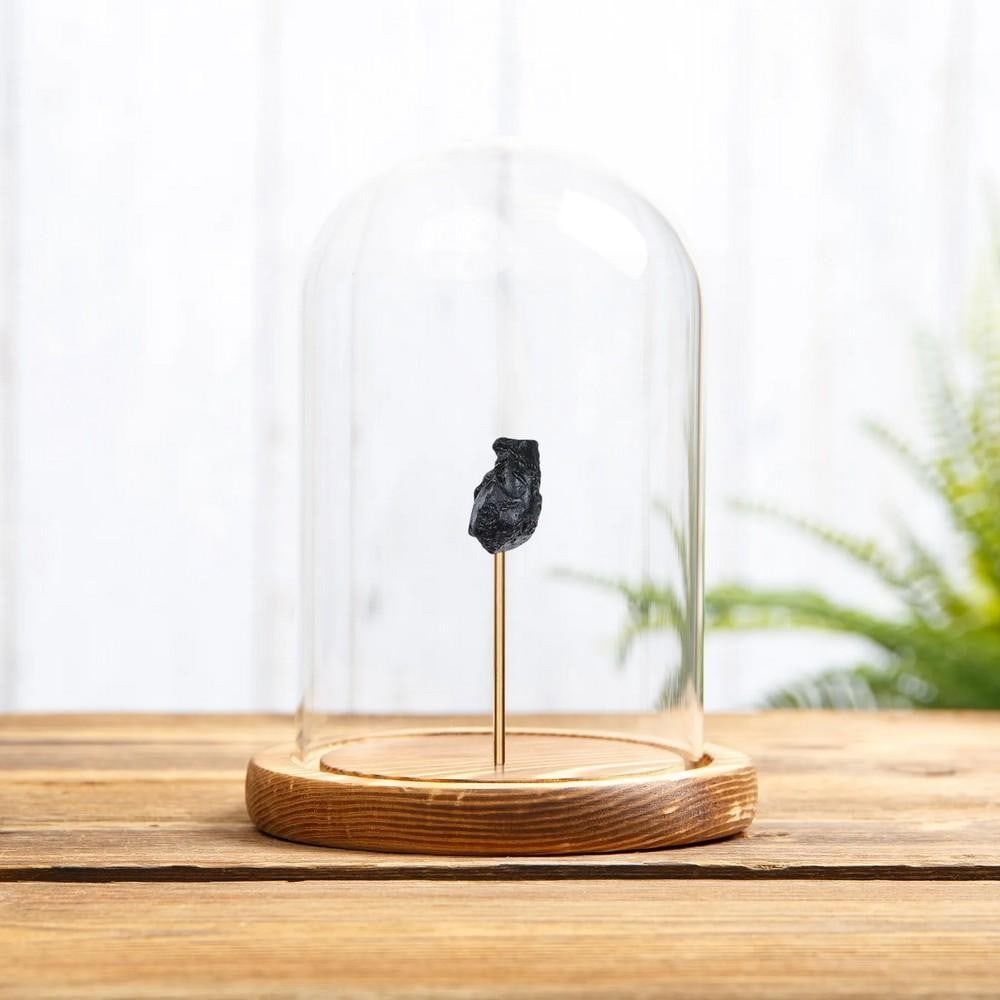Tektite Meteorite Glass In Glass Dome With Wooden Base (1 of 1)