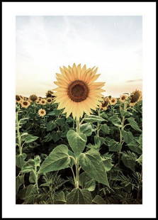 Stunning Sunflower Field Poster: Stunning Sunflower Field Poster A summery flower poster of a sunflower field with a large sunflower in the centre. Sunflowers are especially popular because of their friendly looking bright yellow flo