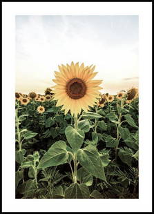 Stunning Sunflower Field Poster: Stunning Sunflower Field Poster A summery flower poster of a sunflower field with a large sunflower in the centre. Sunflowers are especially popular because of their friendly looking bright yellow flo