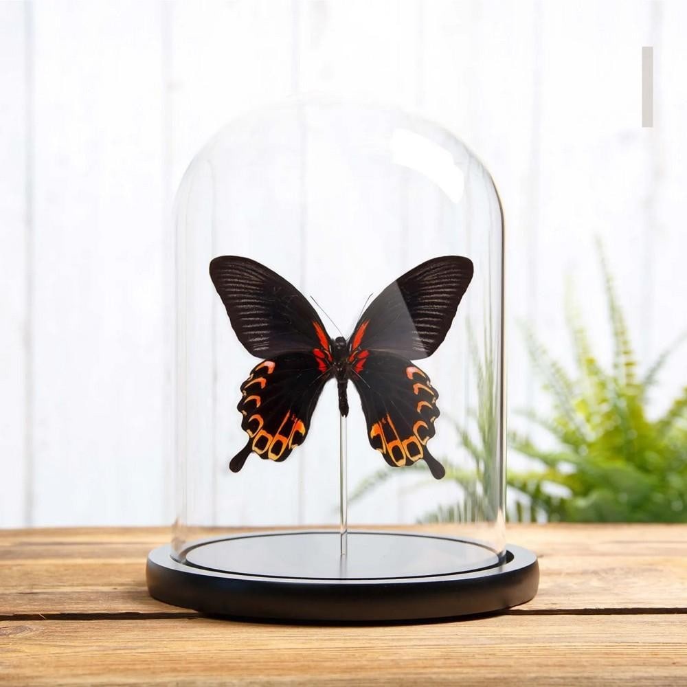 Swallowtail Butterfly (Papilio deiphobus) Ventral Side in Glass Dome (1 of 2)