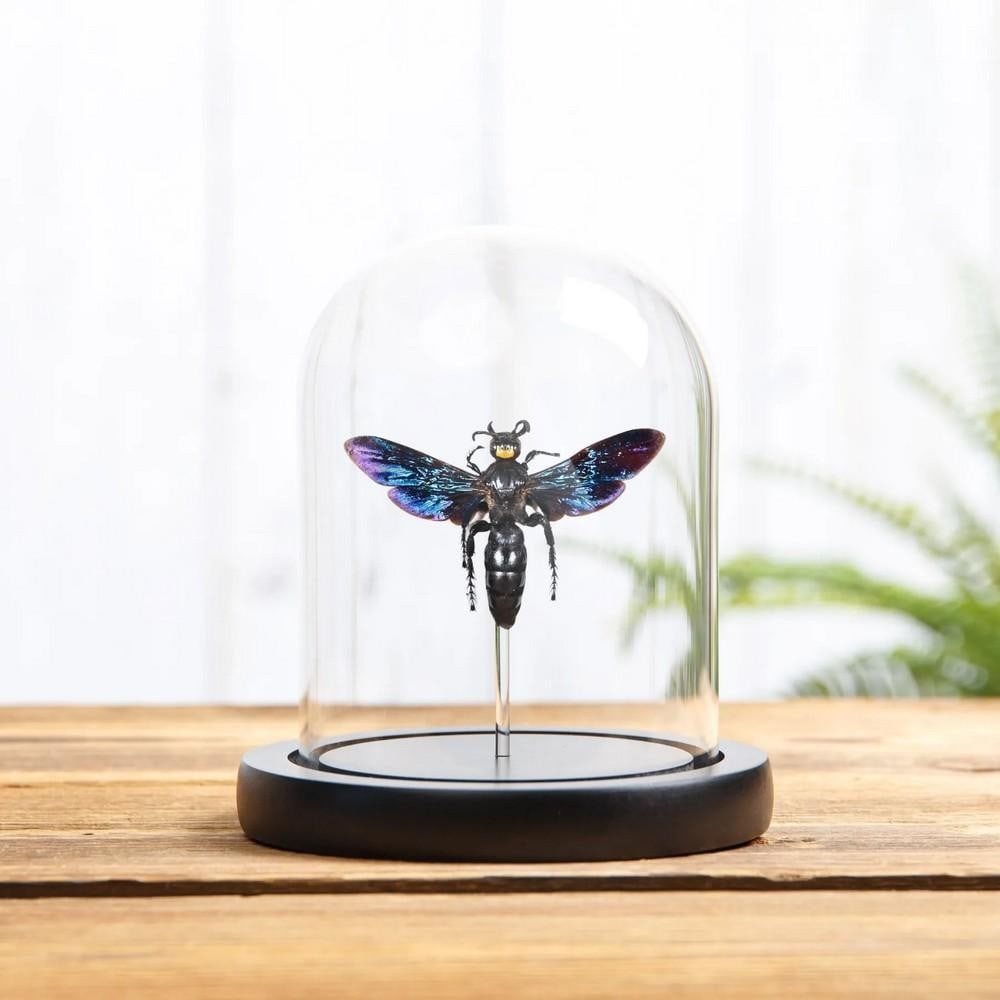 Indonesian Megascolia velutina ducalis Display in Glass Dome: Indonesian Megascolia velutina ducalis Display in Glass Dome A Megascolia velutina ducalis displayed in a glass dome with a handcrafted wooden base. Also known as the Large Solitary Wasp, this species