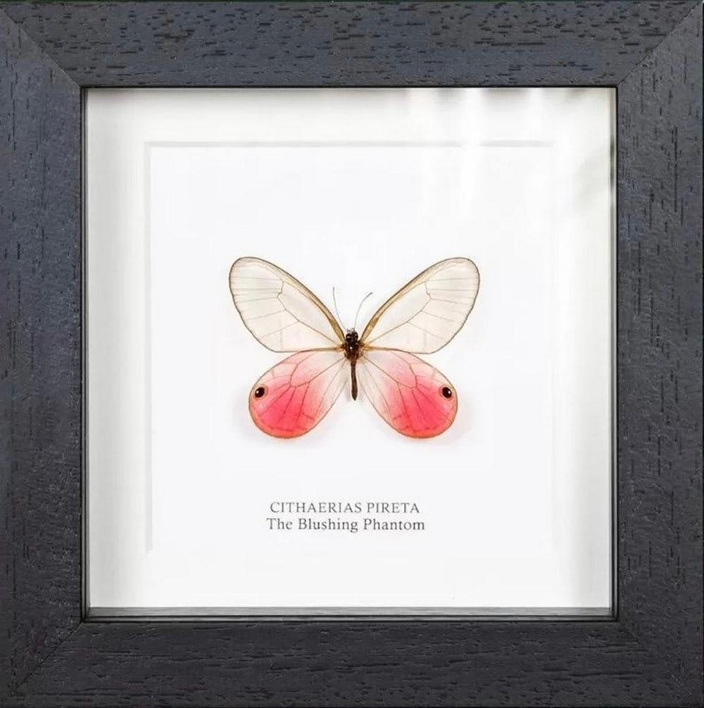 Blushing Phantom Butterfly in Box Frame (1 of 1)