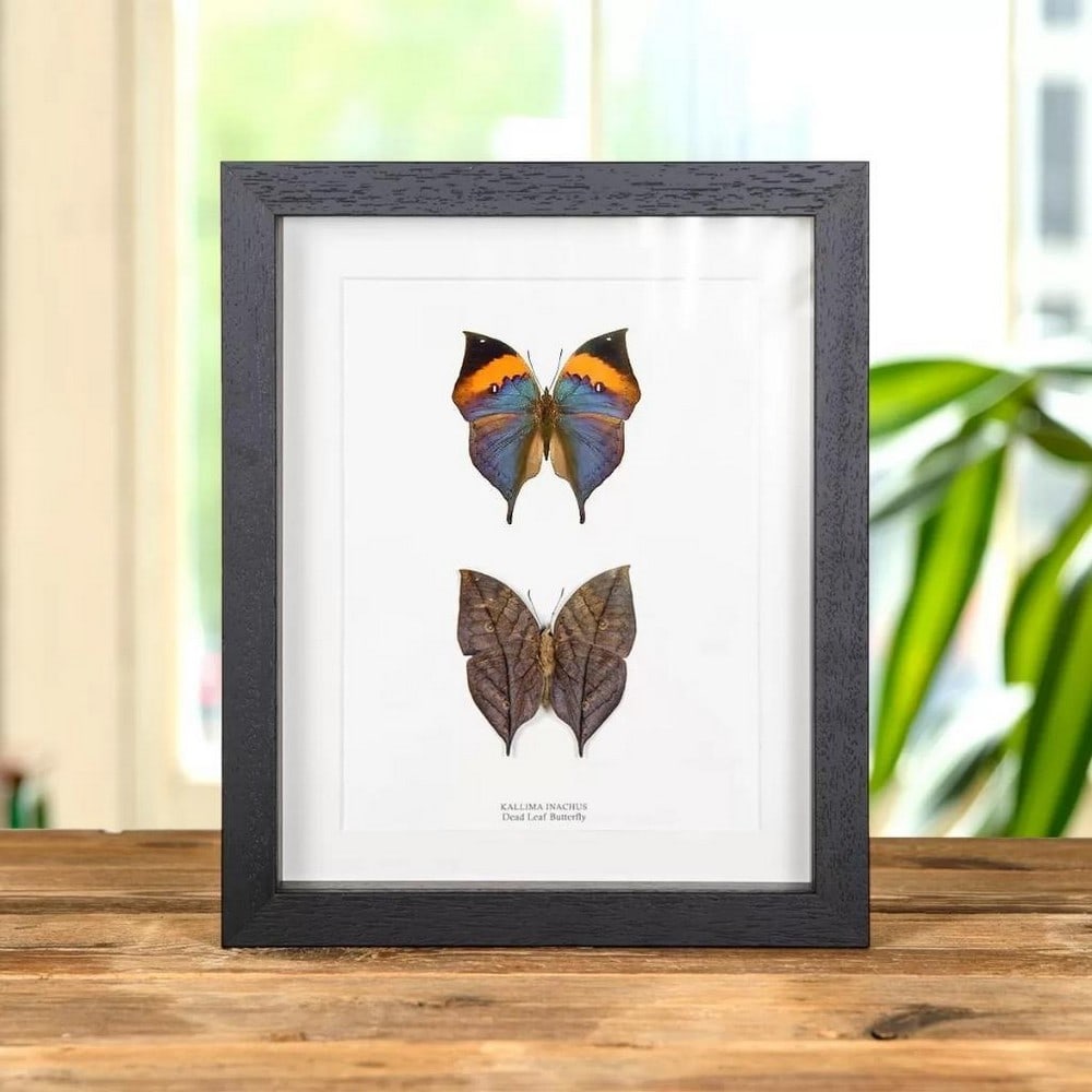 10" x 8" Framed Dead Leaf Butterfly Pair - Kallima inachus??????? (1 of 1)