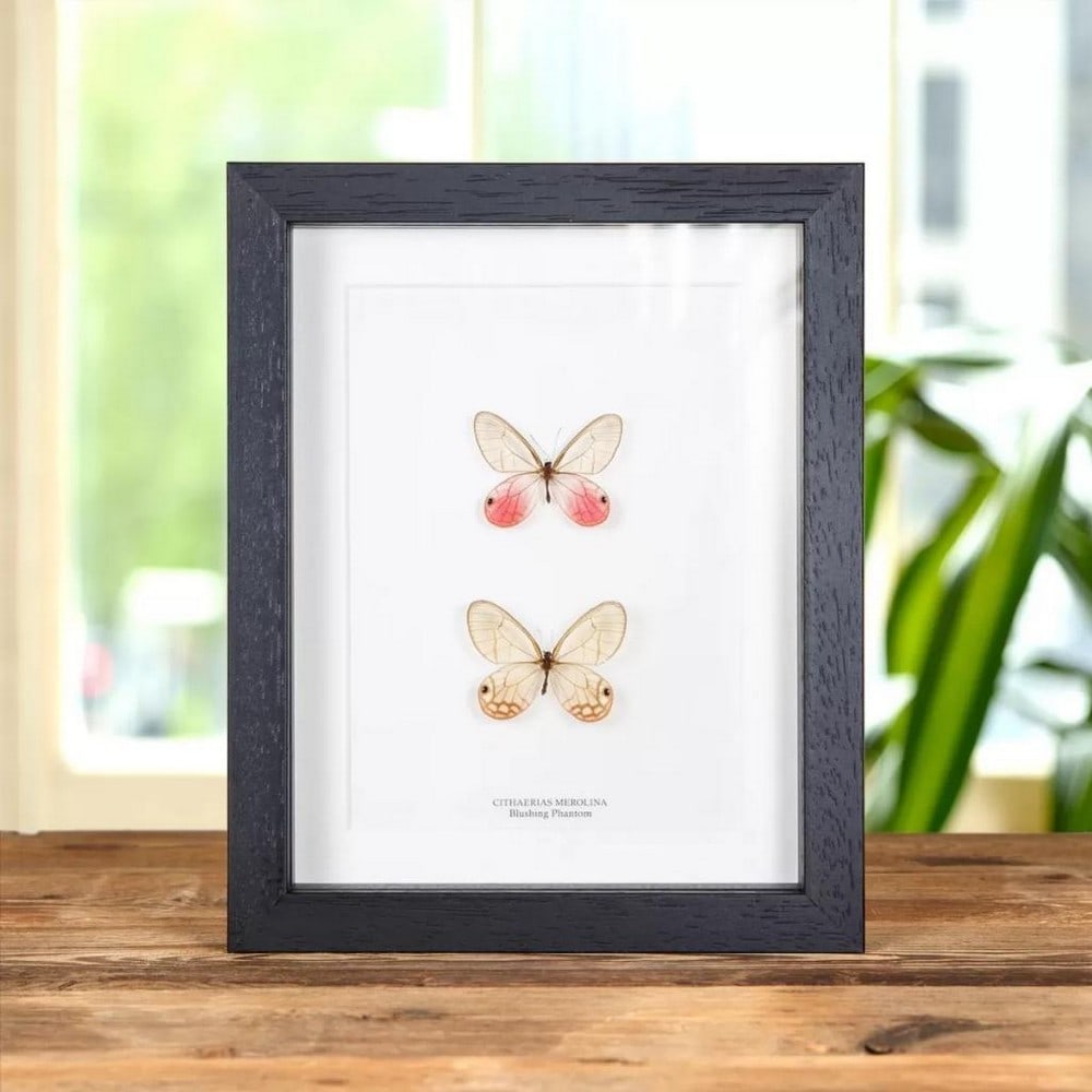 9" x 7" Framed Blushing Phantom Butterfly - Cithaerias merolina (1 of 1)