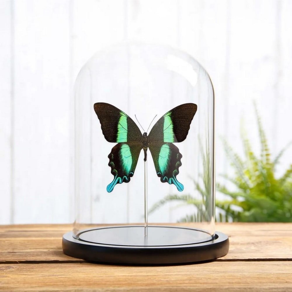 Male Peacock Butterfly In 15cm x 21cm Glass Dome Specimen- Papilio Blumei (1 of 1)