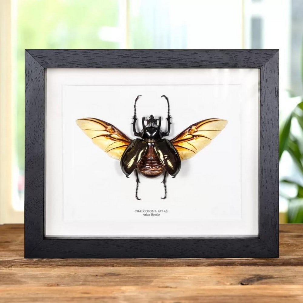Chalcosoma Atlas Atlas Beetle with Wings Spread (1 of 1)