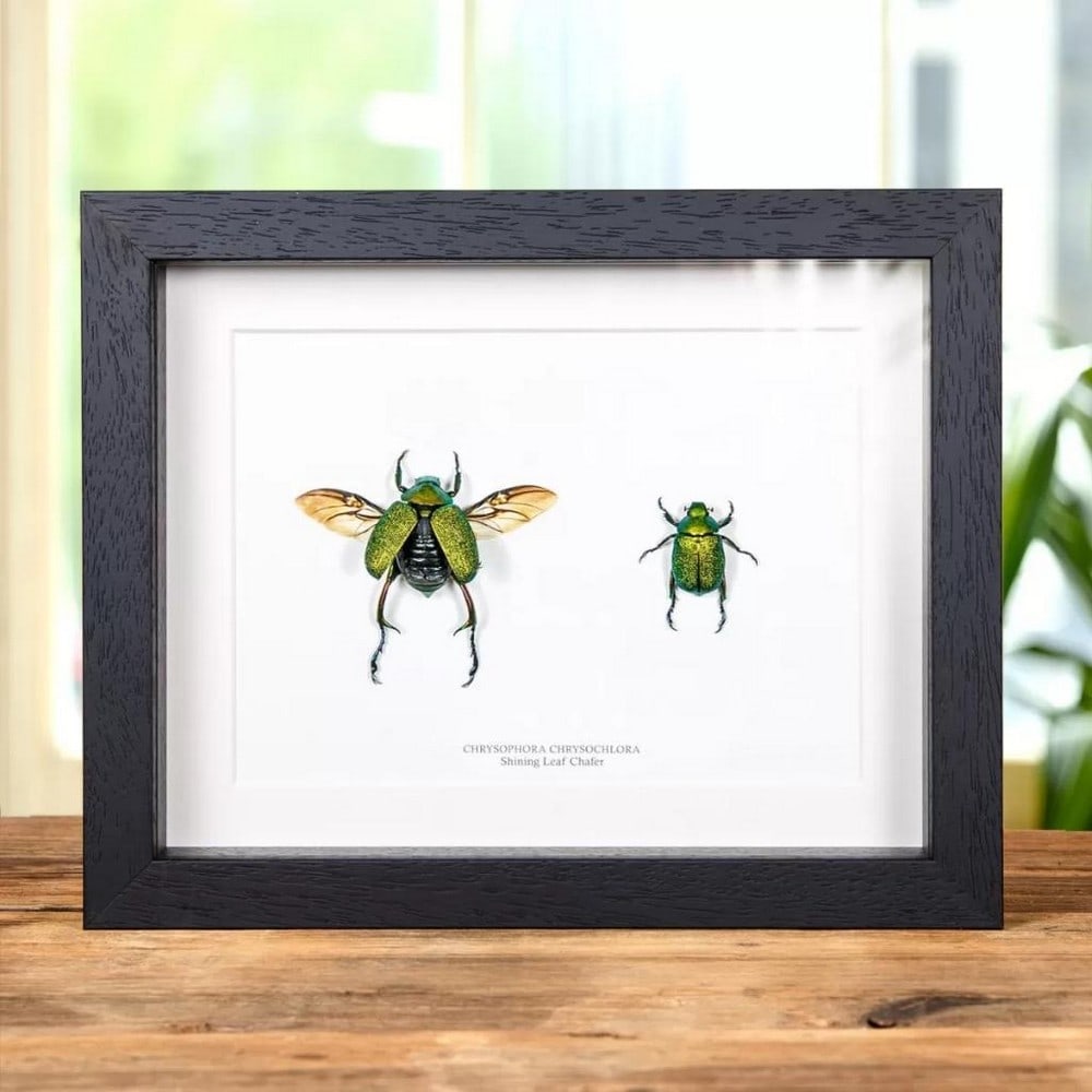 9" x 7" - Framed Chrysophora chrysochlora Shining Leaf Chafer Male & Female Pair (1 of 1)