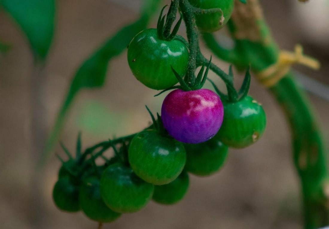Turning Point – A Moment of Ripening