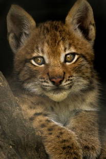 Wild Innocence: Wild Innocence  A baby lynx, with its soft, spotted coat and wide, curious eyes, gazes out from its forested home. Its small ears, tipped with tufts of fur, flick at every sound as it takes in the wor