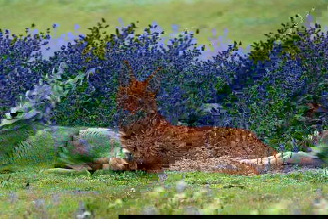 Silent Guardian: Silent Guardian Amid a meadow adorned with vibrant purple flowers, a lone wolf rests on a bed of soft grass, its keen eyes watching the world with quiet intensity. Reddish-brown fur catches the light