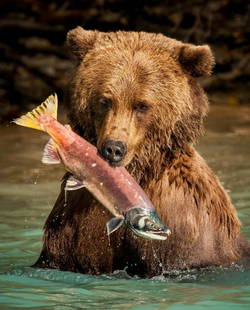 Salmon Hunter: Salmon Hunter  In the heart of the Alaskan wilderness, where the rivers run cold and clear, a mighty brown bear named Kodiak roams. Kodiak is known among the forest creatures as the Salmon Hunter, a t