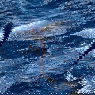 Edge of the Blue: Edge of the Blue  In the open ocean, where the sun glints off endless waves and the wind dances freely, a flying fish leaps into the air—an instinctive maneuver honed by evolution and survival. Its
