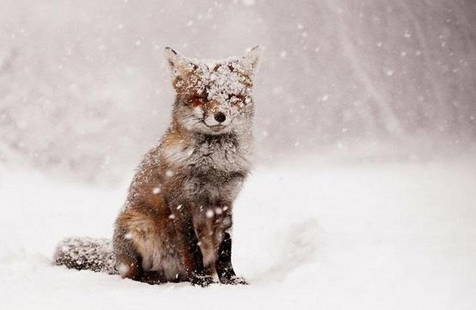 Snowbound Beauty: Snowbound Beauty  A red fox sits gracefully in a blanket of fresh snow, its fur dusted with the soft, swirling flakes as snow continues to fall around it. The fox’s face is partially covered, the sn