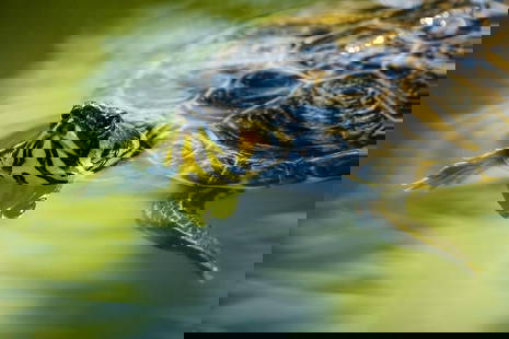 Yellow-bellied Slider Underwater: Yellow-bellied Slider Underwater  A stunning close-up of a Yellow-bellied slider turtle gracefully gliding through clear water, showcasing its vibrant yellow belly and serene underwater movement. The