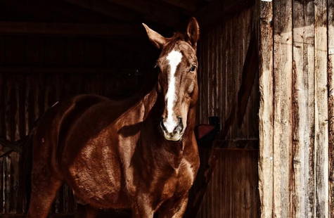 Thoroughbred in the Barn: Thoroughbred in the Barn  Bathed in soft sunlight filtering through the barn entrance, a Thoroughbred horse stands calmly, gazing directly at the camera. The warm rays cast dramatic shadows across the