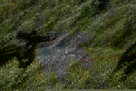 Silent Sentinel of the Forest: Silent Sentinel of the Forest  This stunning photo, once painted, will bring to life the quiet majesty of a lone moose standing among tall grasses and dense foliage. With its dark brown fur and distin