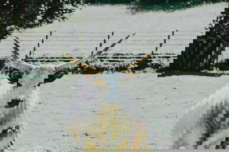 Longhorn in the Pasture: Longhorn in the Pasture  This captivating image features a striking longhorn cow standing proudly in a sunlit pasture. The cow&#39;s impressive horns curve gracefully outward, creating a sense of gran