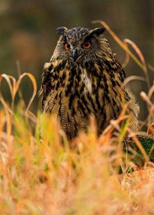 Owl in Autumn: Owl in Autumn  This captivating image features a noble owl with striking orange eyes, perched gracefully amidst vibrant autumn foliage. Detailed feather patterns in dark browns and golden hues blend s