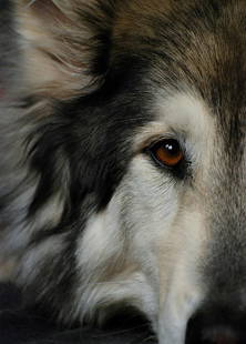 The Watchful Eye: The Watchful Eye This close-up image captures the intense gaze of a dog's eye, showcasing the intricate details of the fur surrounding it. The dog's eye is a rich amber color, reflecting ligh
