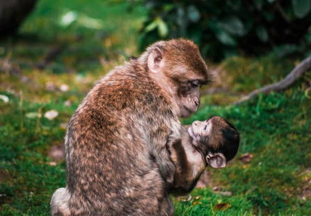 Tender Moments in Nature: Tender Moments in Nature  This image captures a heartwarming scene of a monkey cradling a baby monkey in a lush, green environment. The adult monkey’s fur is a mix of warm browns and soft grays, whi