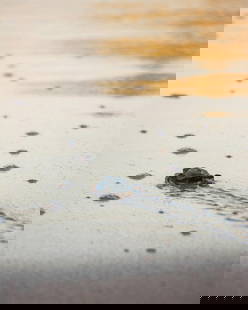 Journey to the Sea: Journey to the Sea  This photograph captures the poignant moment of a baby sea turtle making its way across the sandy beach towards the ocean. The turtle, small and determined, leaves a delicate trail