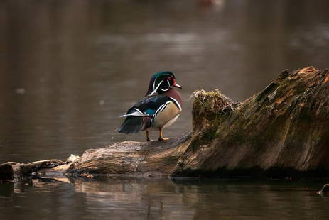 The Jewel of the Waters: Rivers Rest  This photo captures a peaceful moment by the water, featuring a beautifully detailed wood duck perched on a weathered log. The duck&#39;s vibrant plumage—an exquisite blend of iridescen
