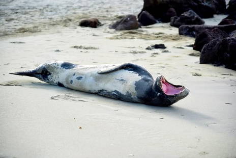 Sea Lion in Mid-Yawn: Sea Lion in Mid-Yawn.  A relaxed sea lion lies on its side along the sun-warmed beach, its body partially dusted with sand. With its mouth wide open in what appears to be a yawn, or perhaps a playful
