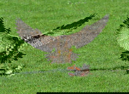 The Victor’s Descent: The Victor’s Descent Amidst a brilliant field of green, a powerful bird of prey sweeps down in a display of mastery and strength. Wings outstretched like a living tapestry, it claims its place as a